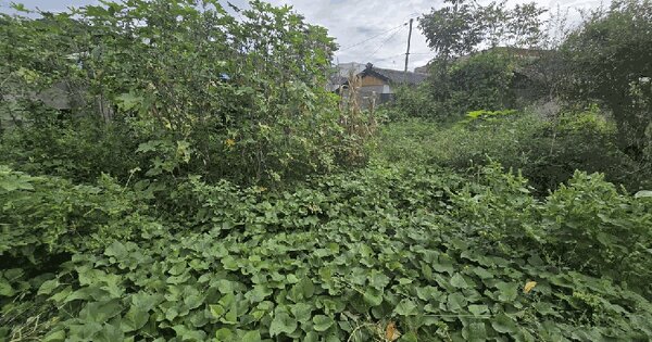 경상남도 진주시 문산읍 삼곡리 1251-10 대지 경매 물건 이미지