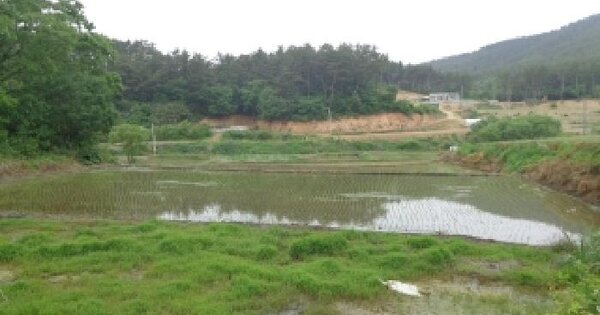충청남도 태안군 이원면 당산리 353 답 경매 물건 이미지