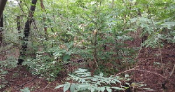 충청남도 서산시 대산읍 대산리 1320-16 임야 경매 물건 이미지