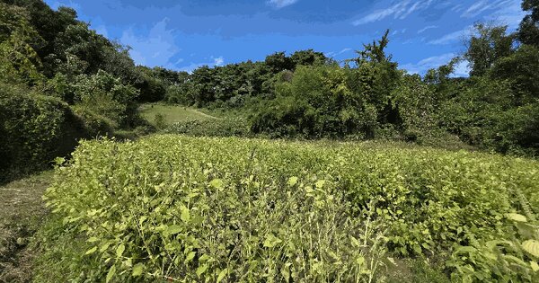 충청남도 예산군 봉산면 궁평리 378 전 경매 물건 이미지