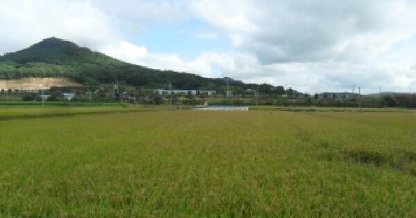 충청남도 서산시 인지면 차리 OOO 답 경매 물건 이미지
