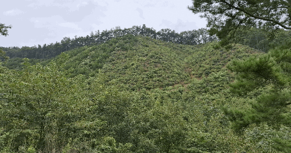 충청남도 공주시 유구읍 만천리 산58-3 임야 경매 물건 이미지