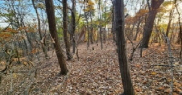경기도 군포시 대야미동 산1-40 임야 경매 물건 이미지