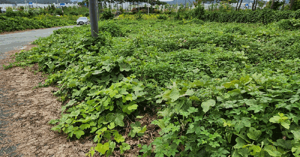 전라남도 함평군 월야면 외치리 982 대지 경매 물건 이미지