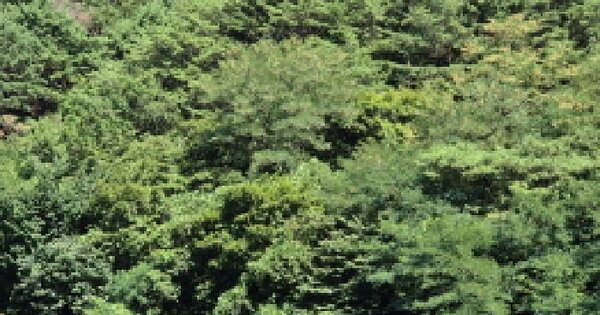 경상북도 영덕군 영해면 묘곡리 236 답 경매 물건 이미지