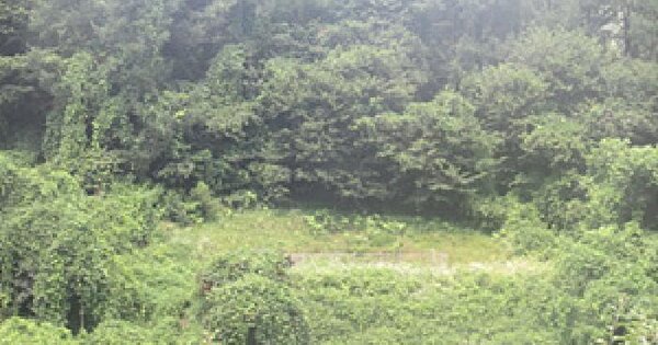 경상북도 문경시 호계면 선암리 산162 임야 경매 물건 이미지