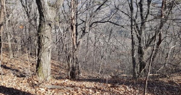 충청남도 천안시 동남구 목천읍 송전리 산67 임야 경매 물건 이미지