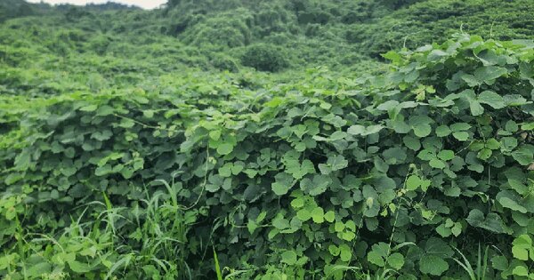 제주특별자치도 서귀포시 성산읍 난산리 2933-6 임야 경매 물건 이미지