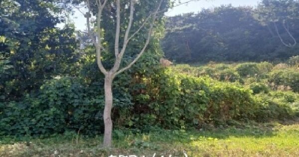 부산광역시 기장군 일광읍 삼성리 산23-3 전 경매 물건 이미지