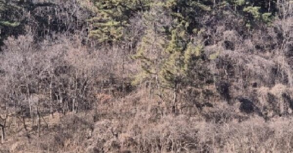 전남광주통합특별시 화순군 도암면 지월리 710-4 임야 경매 물건 이미지