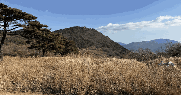 경상남도 남해군 남면 홍현리 산98 임야 경매 물건 이미지