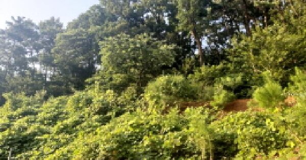 경기도 안성시 죽산면 당목리 OOOOO 임야 경매 물건 이미지