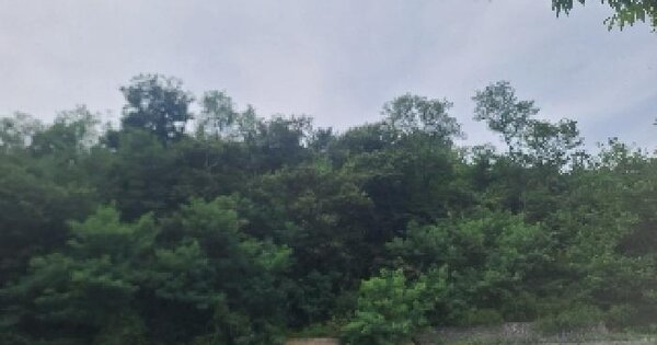 전북특별자치도 군산시 옥서면 옥봉리 115-18 임야 경매 물건 이미지