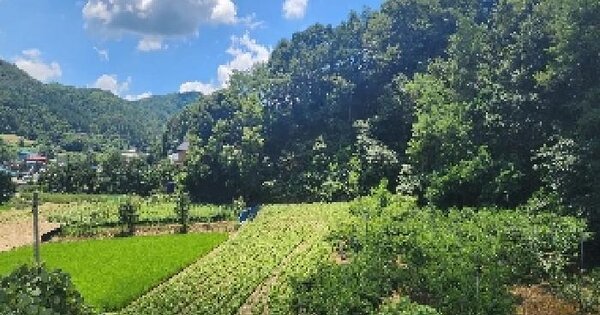 충청북도 옥천군 청성면 장수리 229 전 경매 물건 이미지