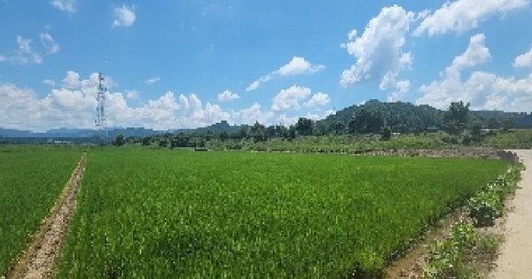 충청북도 옥천군 청성면 산계리 1237 답 경매 물건 이미지