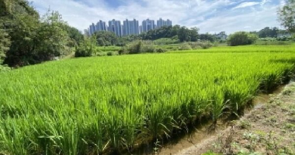 충청남도 당진시 송악읍 가학리 567 답 경매 물건 이미지