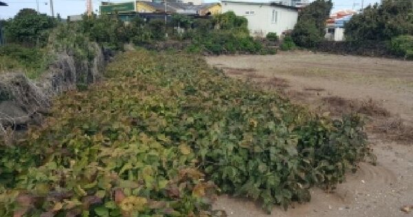 제주특별자치도 서귀포시 성산읍 고성리 203-2 대지 경매 물건 이미지