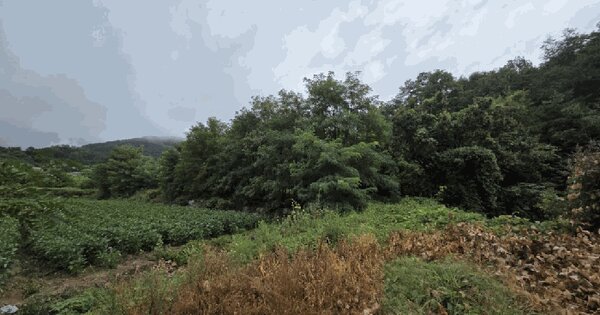 경상북도 영주시 풍기읍 수철리 1-6 과수원 경매 물건 이미지