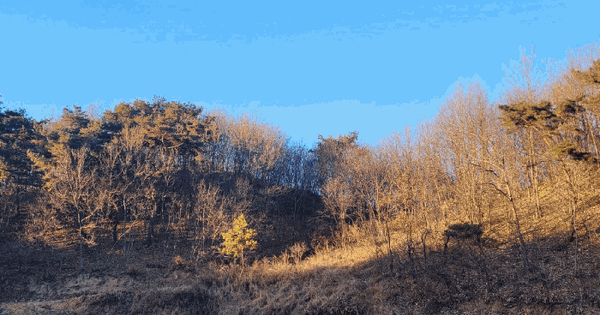충청남도 공주시 이인면 만수리 산36 임야 경매 물건 이미지