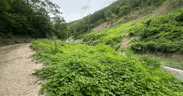 경상북도 영양군 입암면 금학리 1034 전 경매 물건 이미지