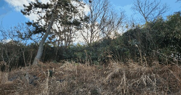 전라남도 무안군 일로읍 용산리 산37 임야 경매 물건 이미지
