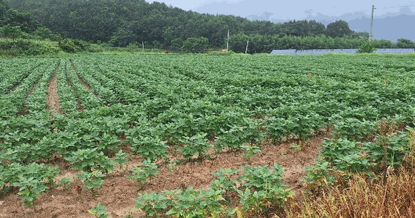 전라남도 강진군 신전면 벌정리 483 전 경매 물건 이미지