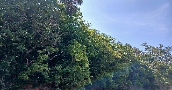 전북특별자치도 군산시 옥도면 신시도리 60-5 임야 경매 물건 이미지