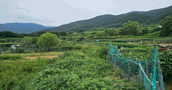 경상남도 거제시 사등면 사등리 1916 답 경매 물건 이미지