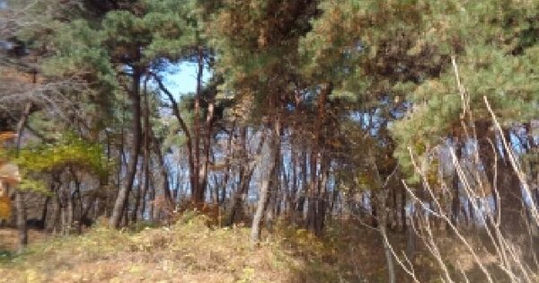 전북특별자치도 전주시 완산구 평화동1가산54 임야 경매 물건 이미지
