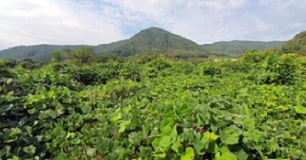 경상남도 김해시 대동면 주동리 724-2 묘지 경매 물건 이미지