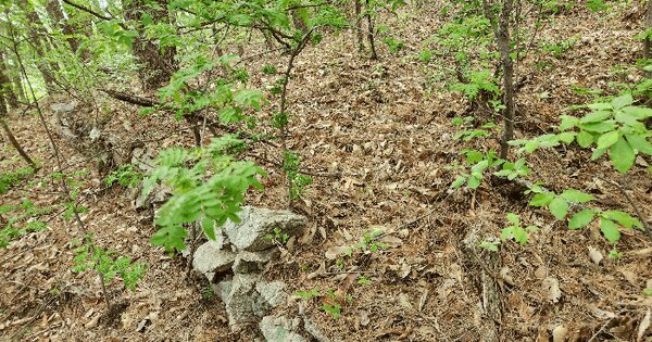 경상남도 밀양시 상동면 옥산리 산155 임야 경매 물건 이미지