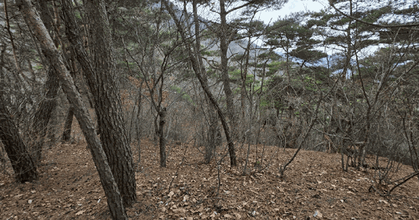 경상북도 경산시 와촌면 강학리 산106 임야 경매 물건 이미지