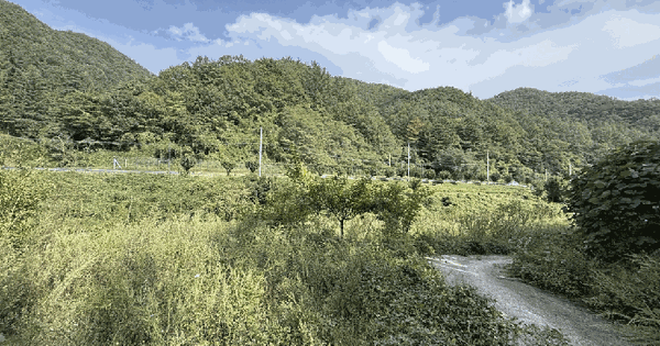 경상북도 영덕군 남정면 사암리 293-1 과수원 경매 물건 이미지