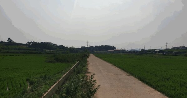 전라남도 나주시 봉황면 옥산리 443 답 경매 물건 이미지