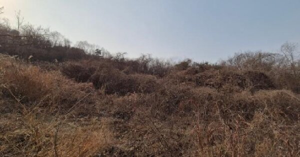 세종특별자치시 금남면 원봉리 399-16 과수원 경매 물건 이미지