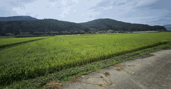 경상남도 거제시 동부면 산양리 990-1 답 경매 물건 이미지