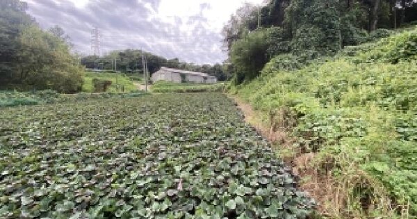 충청남도 당진시 송악읍 금곡리 322-2 전 경매 물건 이미지