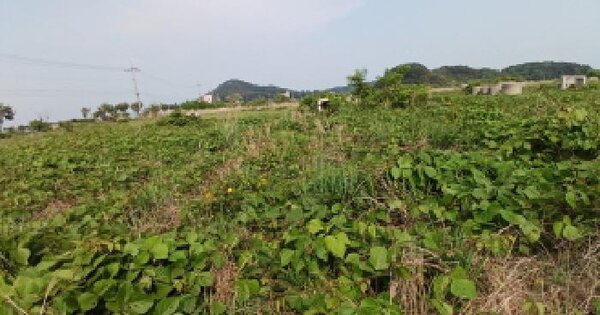 충청남도 당진시 석문면 교로리 100-155 잡종지 경매 물건 이미지