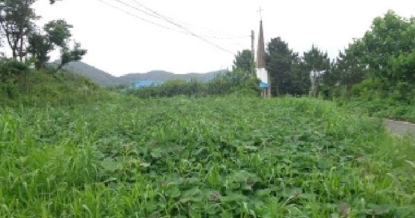 충청남도 태안군 안면읍 신야리 84-2 전 경매 물건 이미지