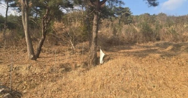 울산광역시 울주군 언양읍 직동리 산7-8 임야 경매 물건 이미지