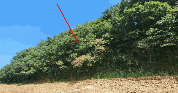 충청남도 태안군 안면읍 중장리 318-5 임야 경매 물건 이미지