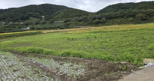 경상북도 영천시 신녕면 부산리 989-1 답 경매 물건 이미지