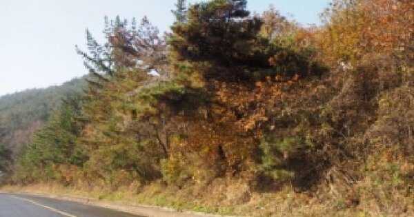 경상남도 창녕군 남지읍 시남리 산39 임야 경매 물건 이미지
