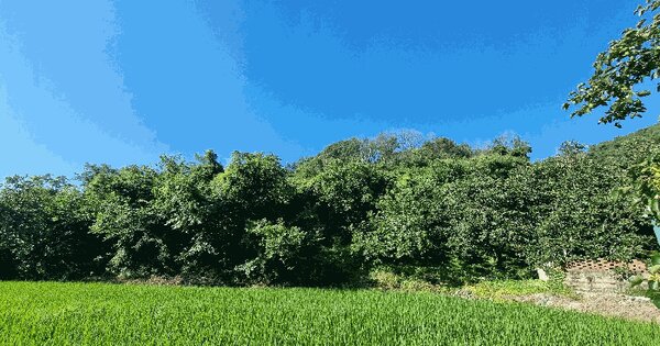 경상남도 합천군 청덕면 적포리 177 답 경매 물건 이미지