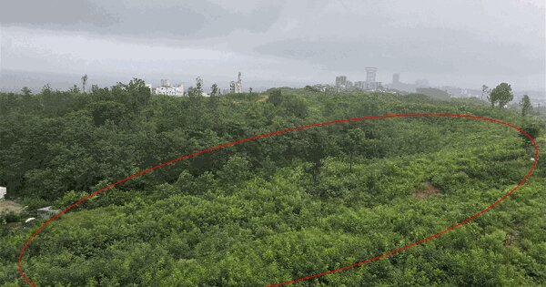 강원특별자치도 강릉시 안현동 산61-7 임야 경매 물건 이미지