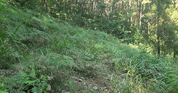 충청남도 태안군 이원면 사창리 산158 임야 경매 물건 이미지