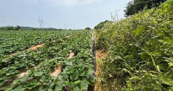 충청남도 당진시 송악읍 부곡리 360-11 전 경매 물건 이미지