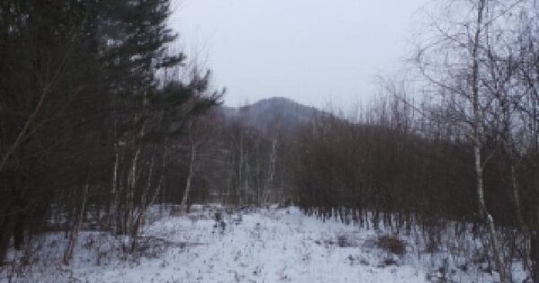 강원특별자치도 평창군 봉평면 진조리 산126 임야 경매 물건 이미지