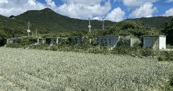 전라남도 진도군 지산면 가학리 457-7 잡종지 경매 물건 이미지