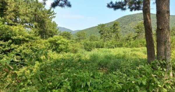 경상남도 거제시 거제면 옥산리 산85-6 임야 경매 물건 이미지